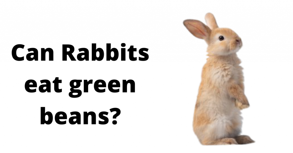 Can Rabbits Eat Green Beans? 3 Things You Should Know Rabbit Mag