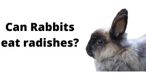 Can Rabbits eat radishes?