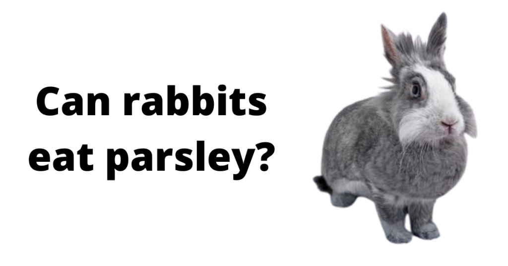 Can Rabbits Eat Parsley? Beginners Guide