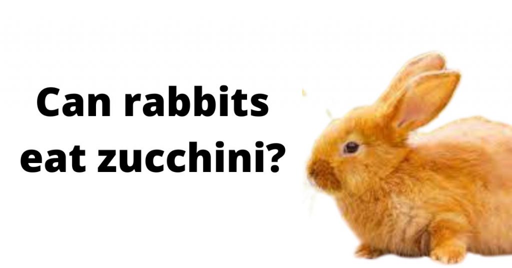 Can Rabbits Eat Zucchini? Everything you need to know