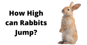 How High can Rabbits Jump?