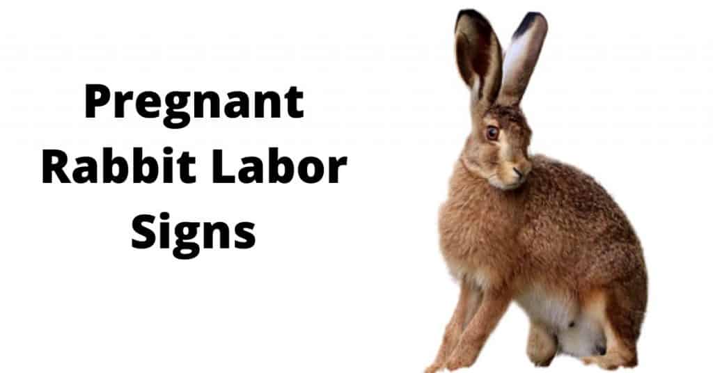 How To Tell If Your Rabbit Is In Labor? Pregnant Rabbit Labor Signs
