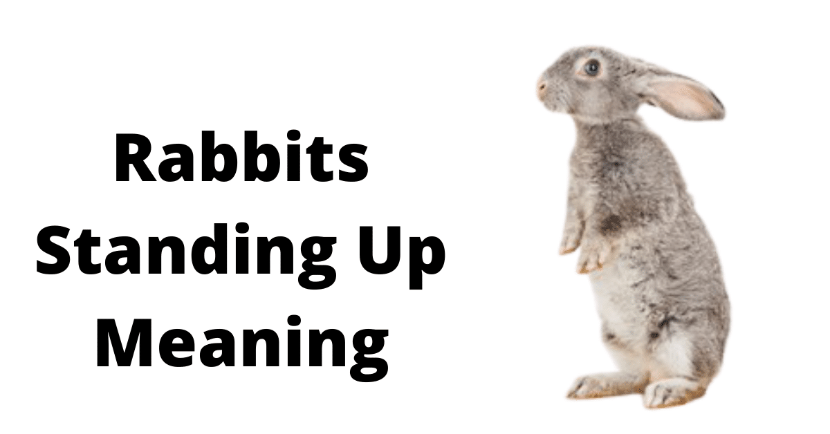 Rabbits Standing Up Meaning