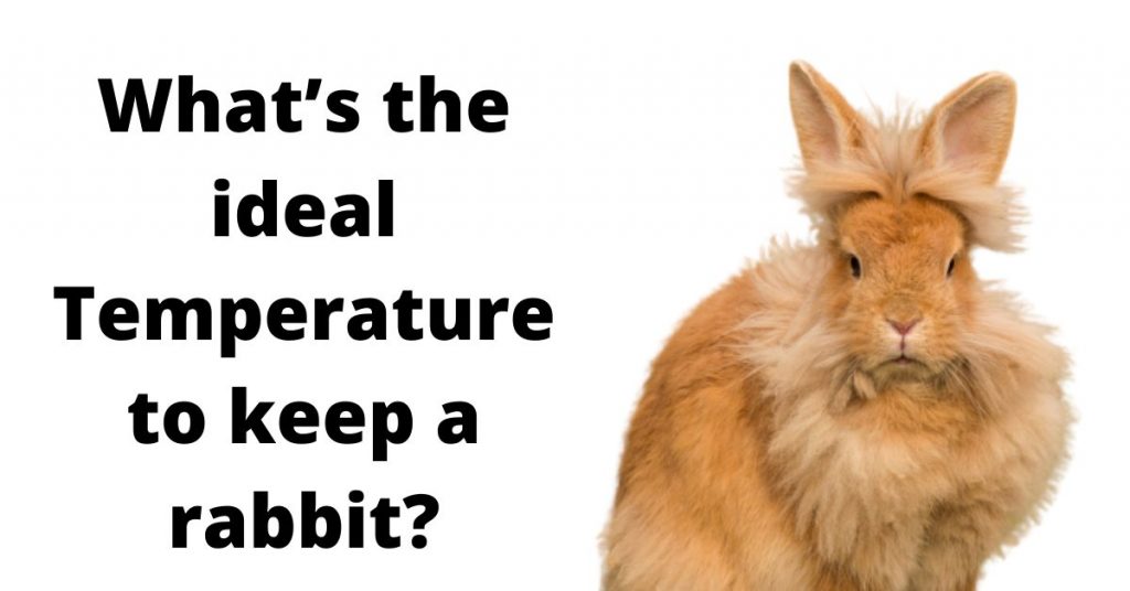 Are Rabbits Territorial? Everything You Need to Know