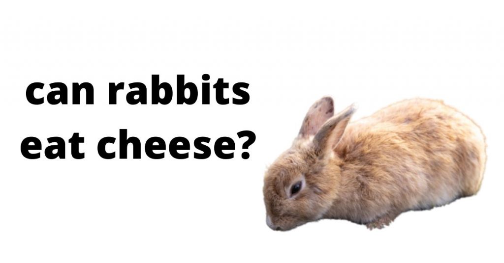 Can Rabbits Eat Cheese? Everything You Need to Know