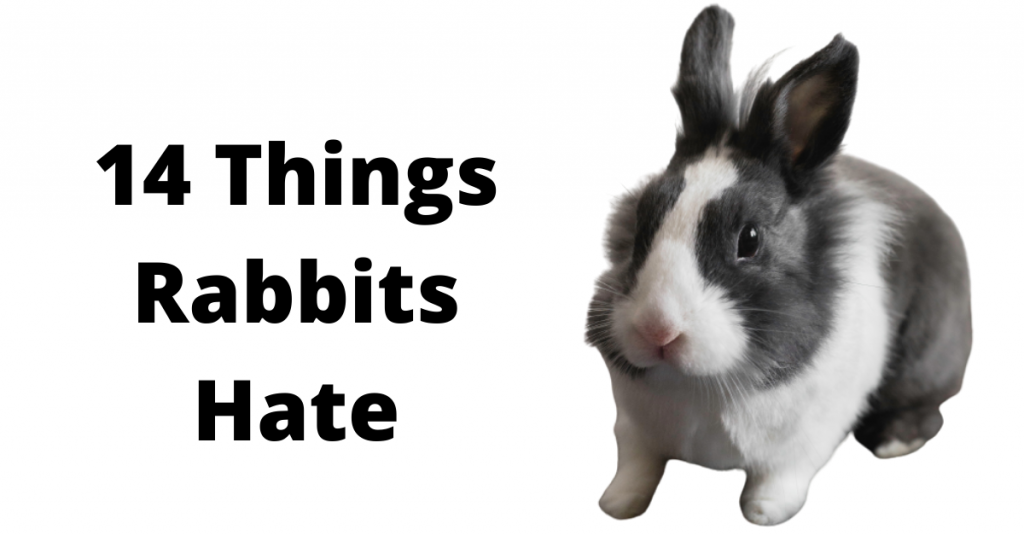 What do rabbits hate? 14 Things You Need to Know!