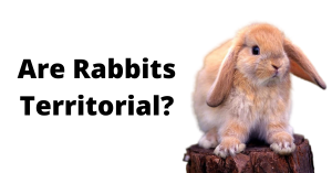 Are Rabbits Territorial?