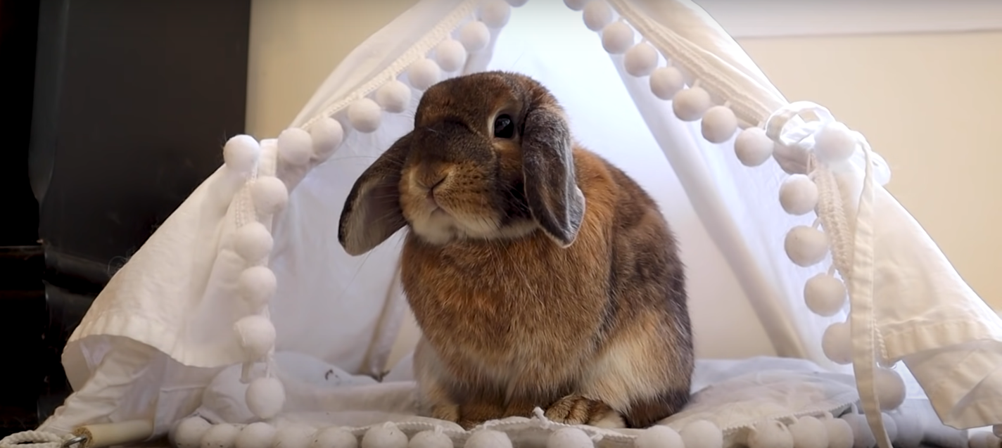 Are Rabbits Territorial? Everything You Need to Know