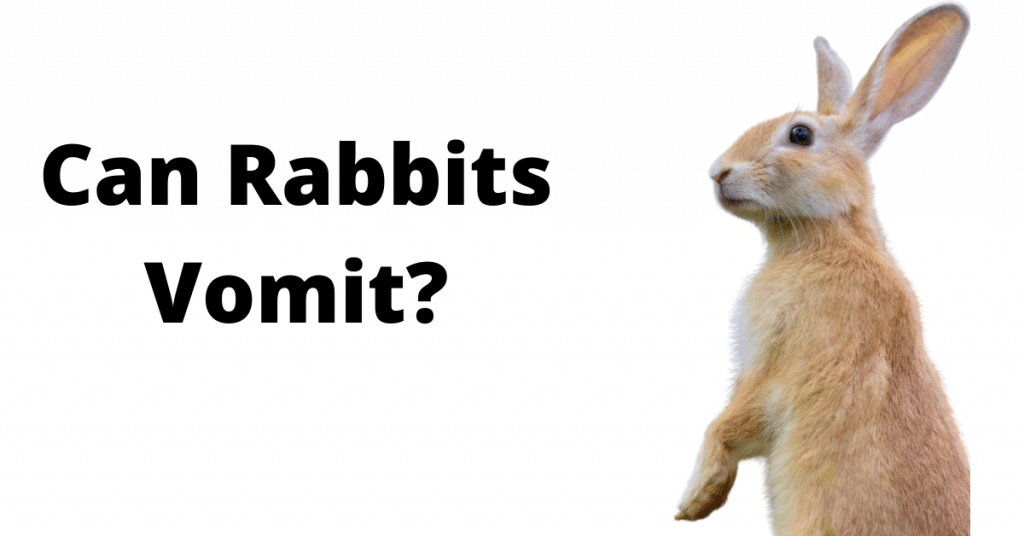 Can rabbits vomit or Throw up? Everything You Need to Know