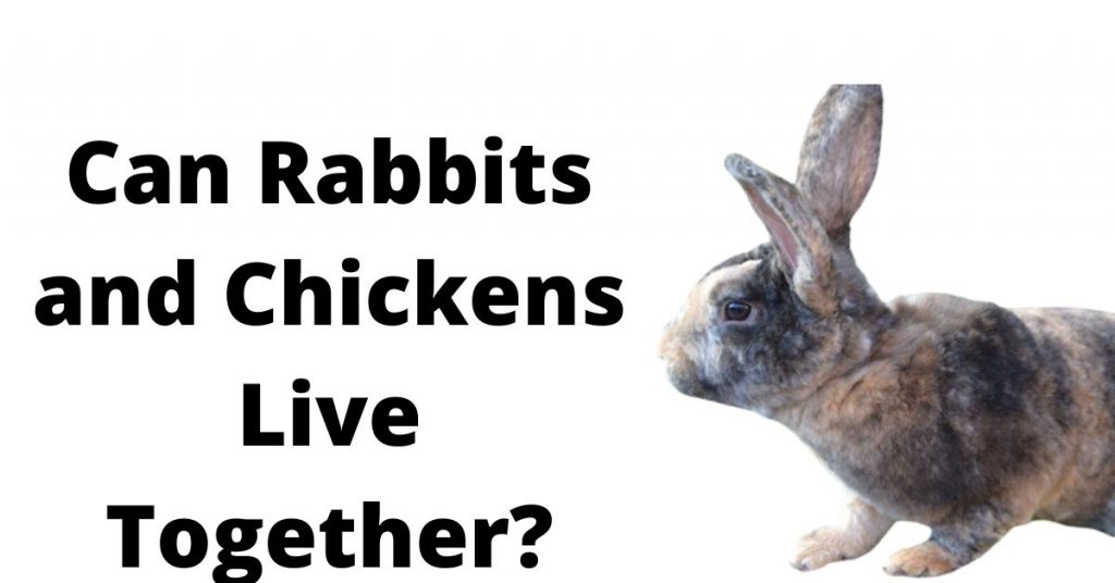 Can Rabbits and Chickens Live Together?