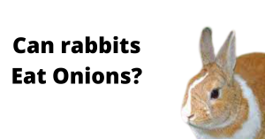 Can rabbits Eat Onions?