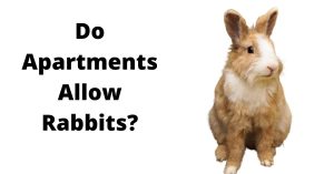 Do Apartments Allow Rabbits?