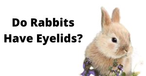 Do Rabbits Have Eyelids?