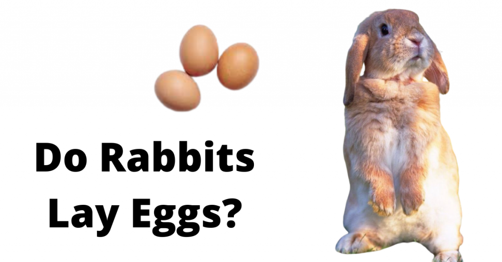 Do Rabbits Lay Eggs or give birth? Facts vs Myths