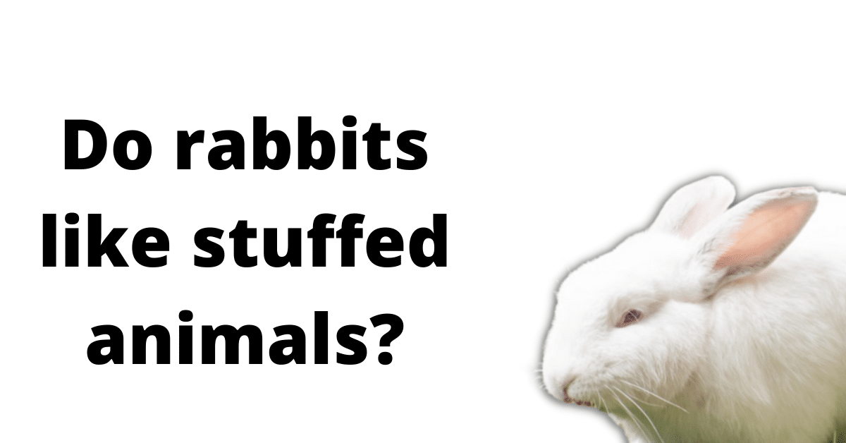 Do rabbits like stuffed animals?