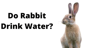 How long can rabbits go without water?