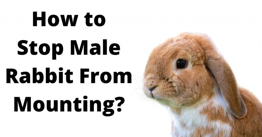 7 Ways to Stop Male Rabbit From Mounting Other Rabbits