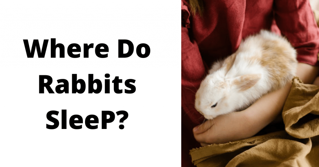 Where Do Rabbits Sleep? Everything you need to know