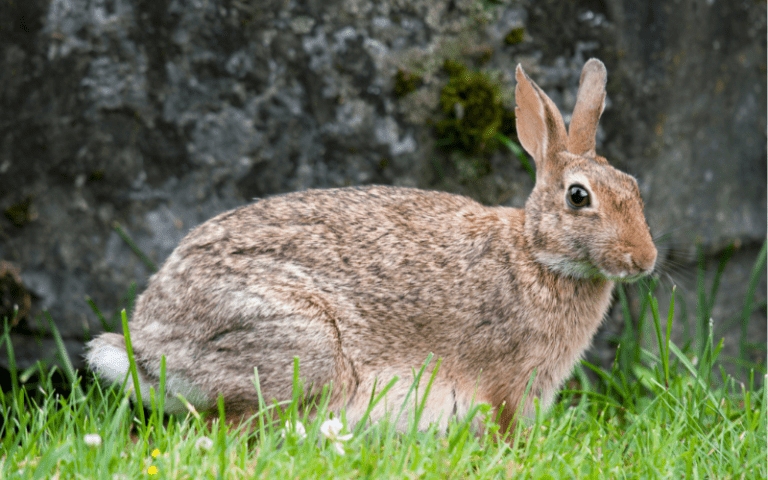 Habitat for Wild Rabbits (Plus How To Make One)