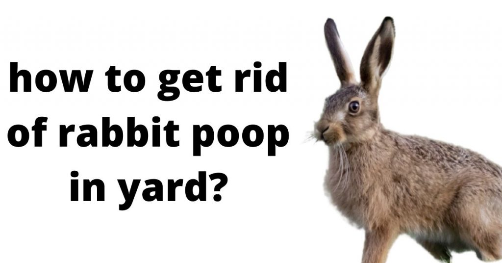 How to Get Rid of Rabbit Poop in Yard 7 Easy Ways to Clean