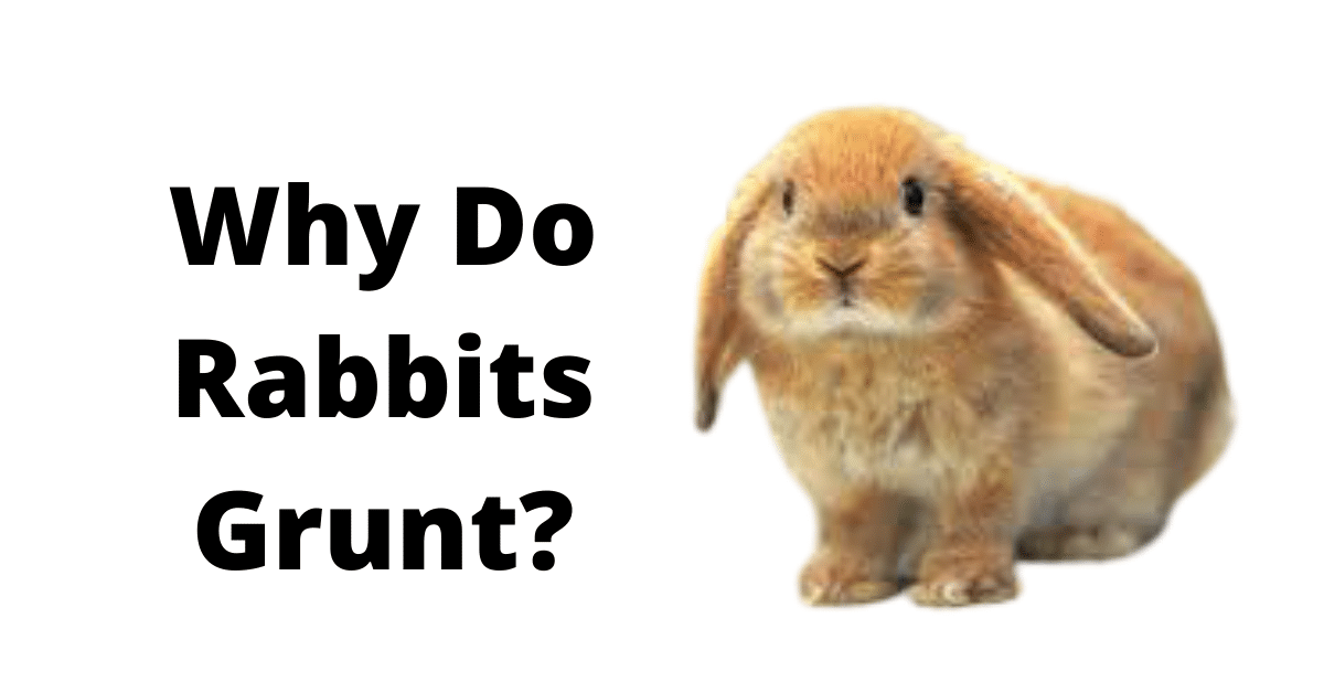 why do rabbits grunt?