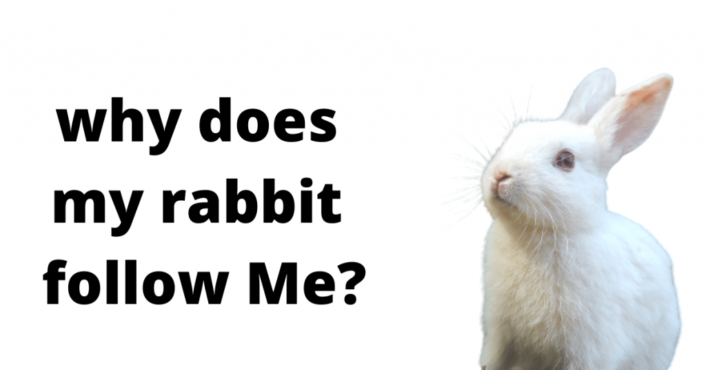 Are rabbits smart? Everything you need to know