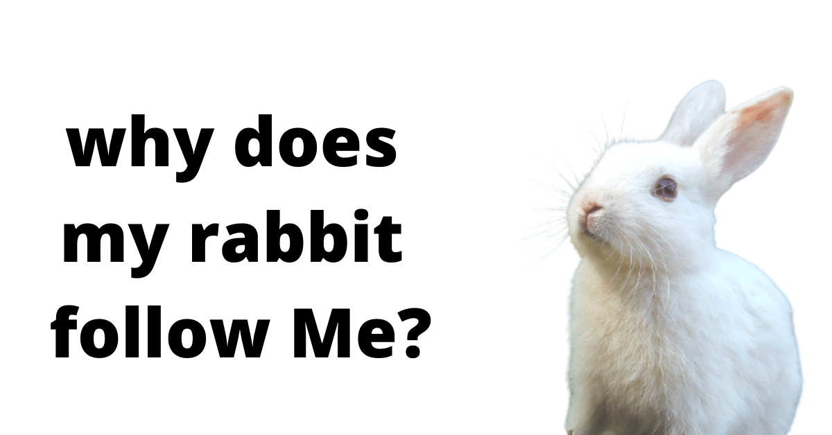 why does my rabbit follow Me?