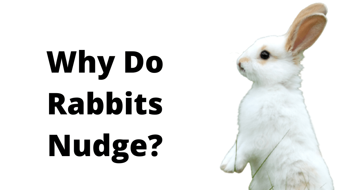 why does my rabbit nudge me?