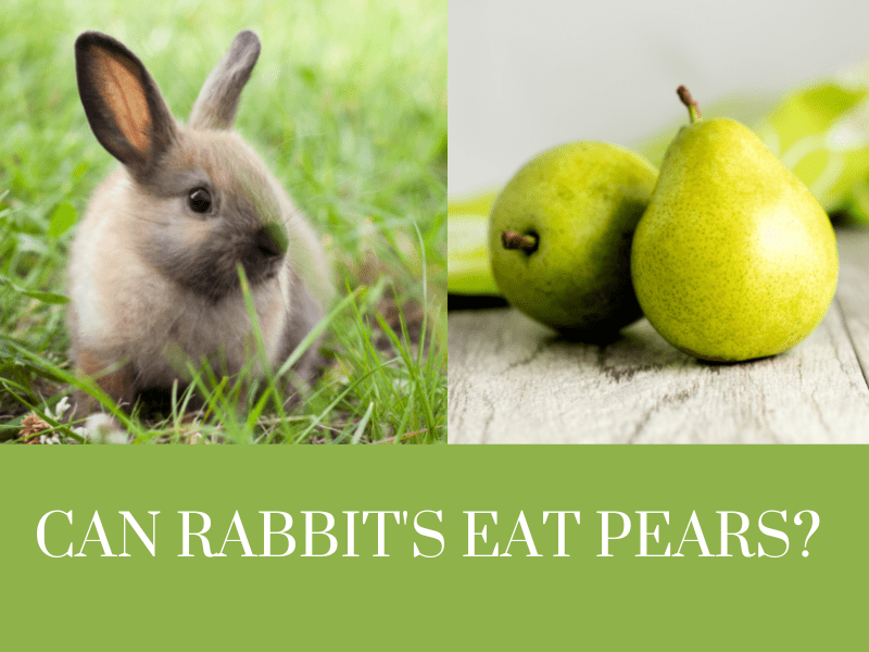 Can rabbits eat pears
