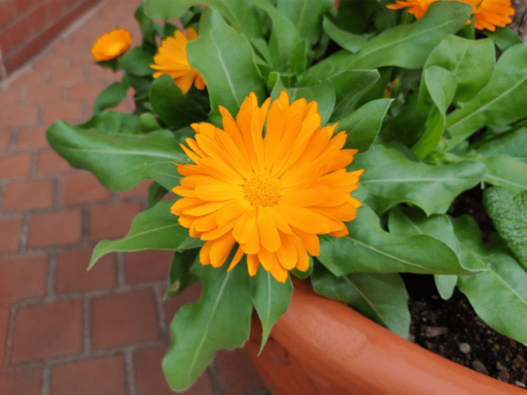 Do Rabbits Eat Marigolds? Risks, Caution and Tips