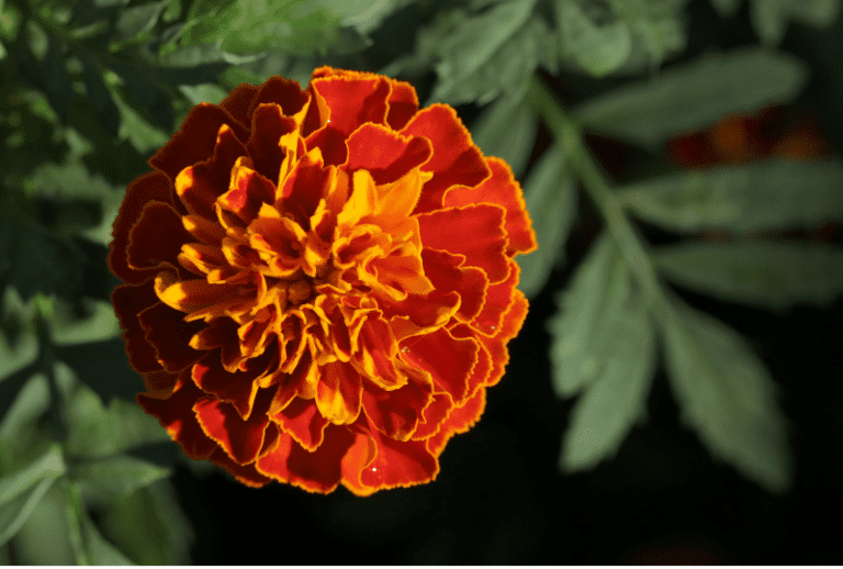 Do Rabbits Eat Marigolds? Risks, Caution and Tips