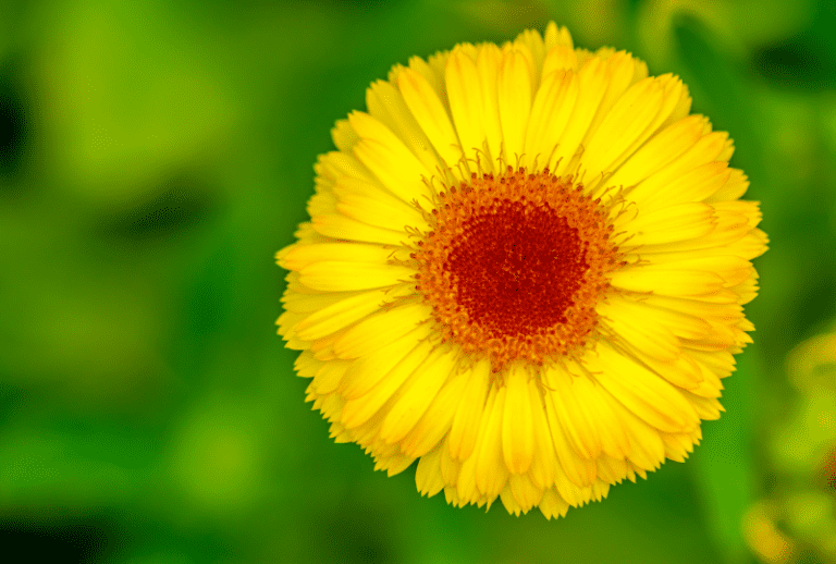 Do Rabbits Eat Marigolds? Risks, Caution and Tips
