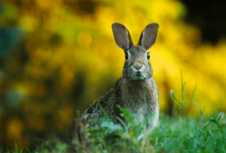 Do Rabbits Eat Marigolds? Risks, Caution and Tips