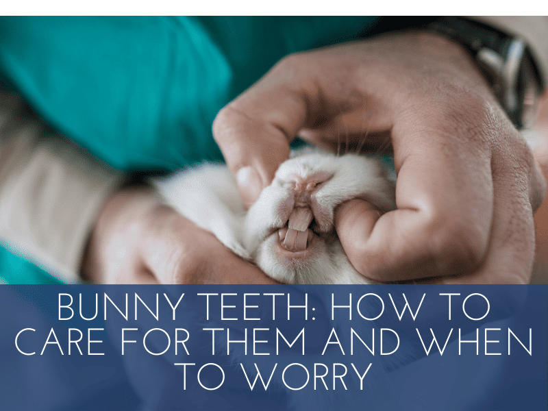 Bunny Teeth How To Care For Them And When To Worry