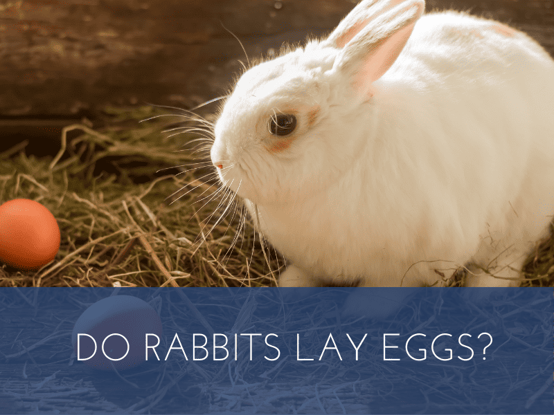 Do rabbits lay eggs