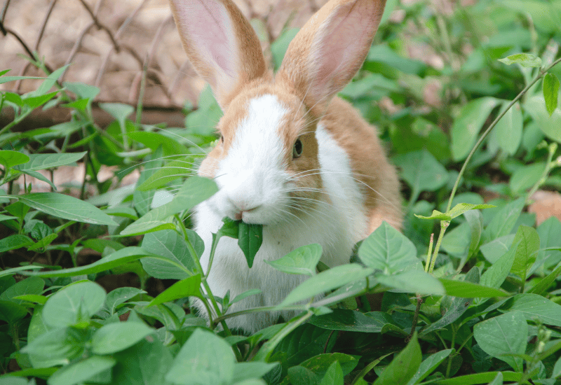 rabbit eating weeds in garden