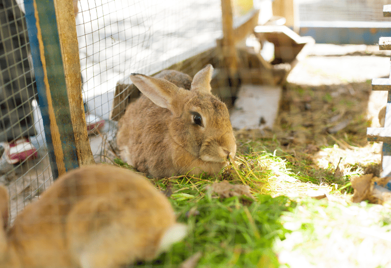 Fresh grass is important for what do rabbits eat